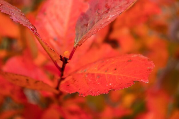 A beautiful red leaves of the aronia bush in autumn bright natural pattern in the garden