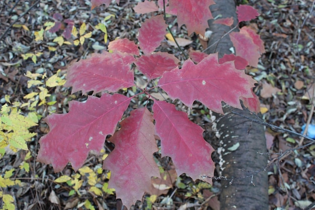 Красивые красные листья висят на дереве дуба