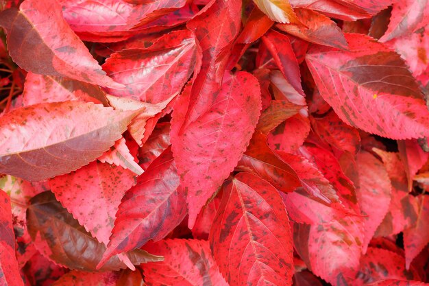 Beautiful red leaves nature texture  background. top view