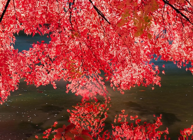 Beautiful red leaves reflecting in the water