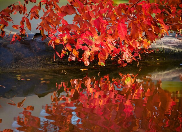 Foto belle foglie rosse che si riflettono nell'acqua