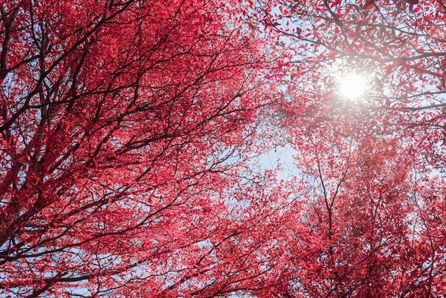 Belle foglie rosse sull'albero e la luce del sole