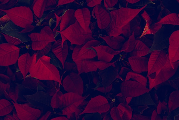 Красивые красные листья