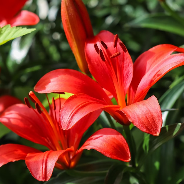 Beautiful red lily in the garden Gardening concept