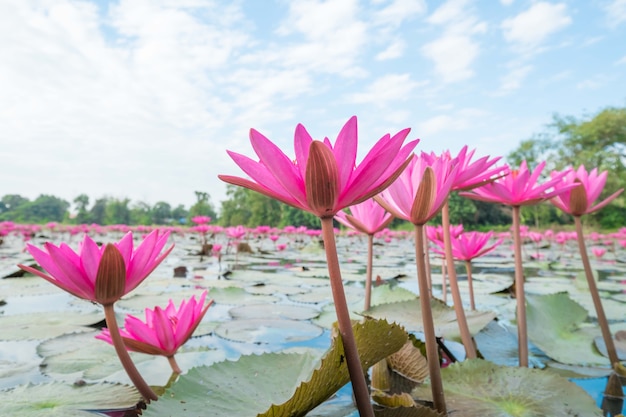 Beautiful red lotus fields