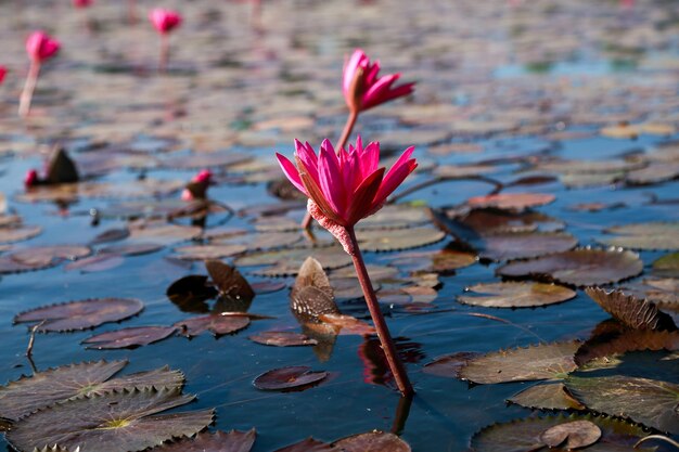 Beautiful red lotus in winter in bueng boraphet nakhon sawan province