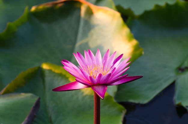 beautiful red lotus