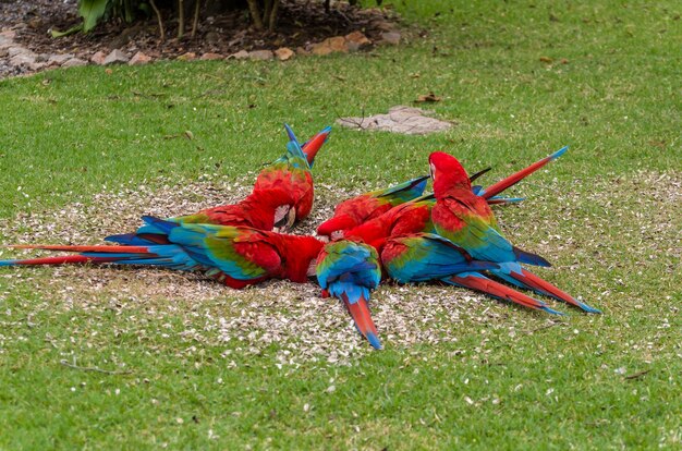 Beautiful red macaw in the Brazilian wetland