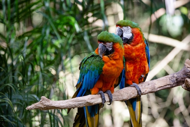 森の中の美しい赤いコンゴウインコのカップル