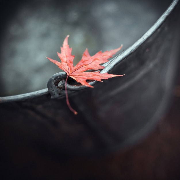 秋に水で錫のバケツの端に美しい赤いカエデの葉