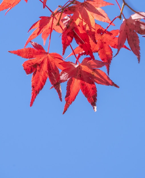 秋の晴れた日の美しい赤いカエデの葉、青い空、クローズアップ、コピースペース、マクロ