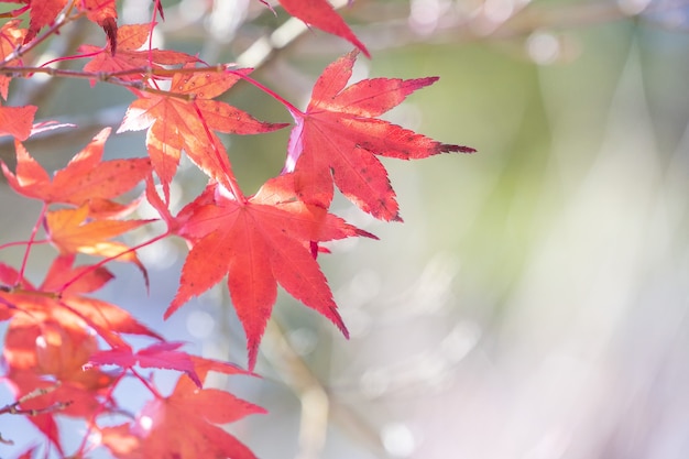 Beautiful red maple leaves in autumn sunny day, blue sky, close up, copy space, macro