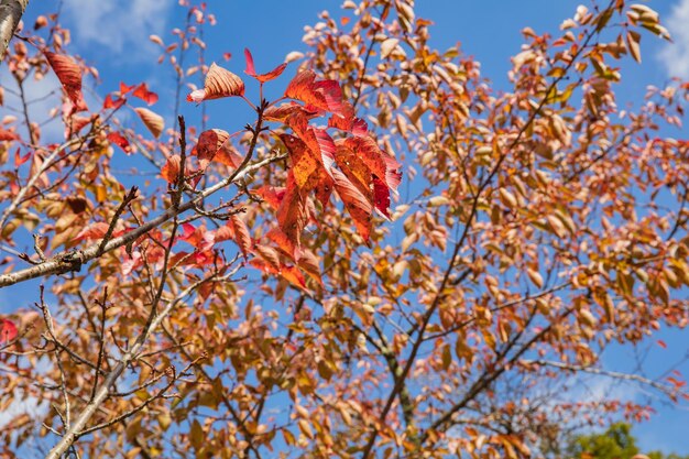 Beautiful red Maple tree