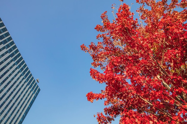 Beautiful red maple tree