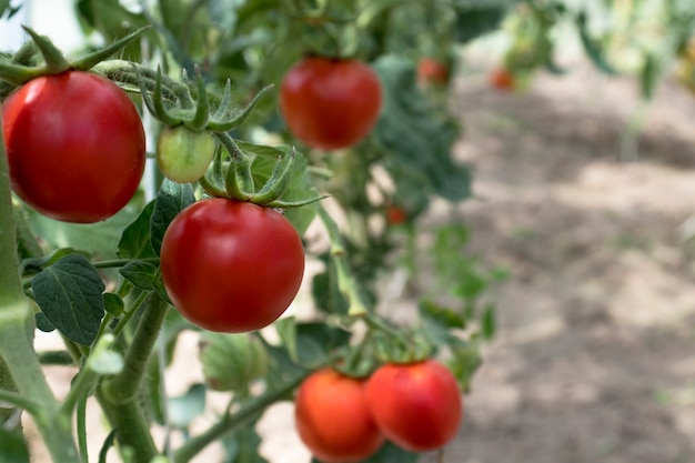 Bei pomodori maturi ecologici naturali rossi coltivati in una serra. foto di pomodoro da giardinaggio con spazio di copia. i pomodori sono pronti per la raccolta.