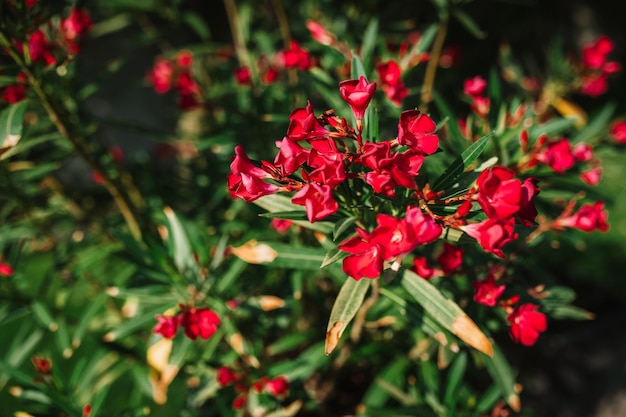 beautiful red oleander flower