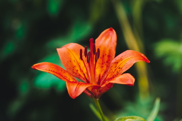 매크로에서 아름 다운 붉은 오렌지 피 릴리. 놀라운 그림 같은 꽃 클로즈업. 생생한 꽃잎을 가진 유럽 향수 꽃입니다. 큰 암술과 수술.