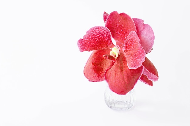Beautiful red orchid flowers on a glass vase.