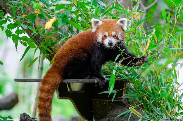 Красивая красная панда Молодая малая панда или огненный лис Ailurus fulgensCute медведь панда в лесу