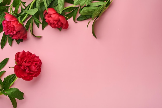 Bellissimo bouquet di fiori di peonia rossa su sfondo rosa, vista dall'alto, spazio per la copia, piatto. san valentino, festa della mamma sullo sfondo.