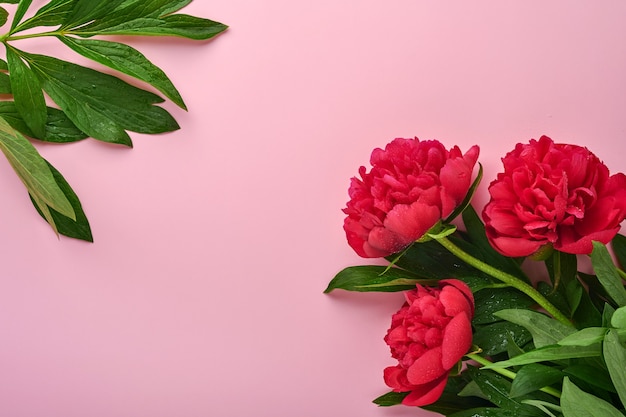 Beautiful red peony flowers bouquet over pink background, top view, copy space, flat-lay. Valentines day, mothers day background.