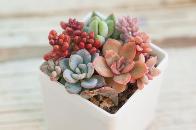 Photo beautiful red pink and orange succulents on white blurred background