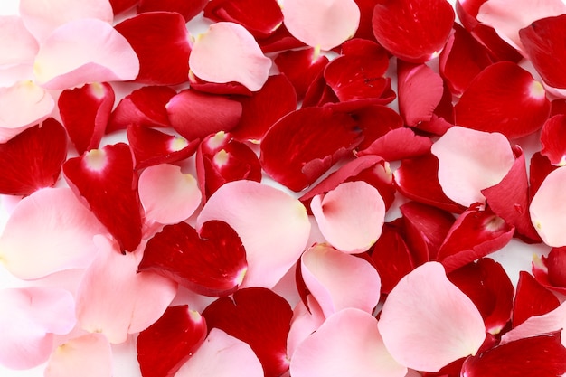 Beautiful red and pink rose petals background 