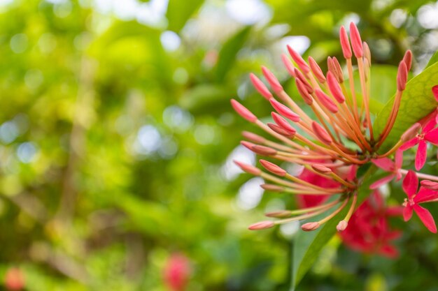 赤ピンクの穂状花が美しい。キング イクソラ (xora 成虫。アカネ科の花。イクソラの花