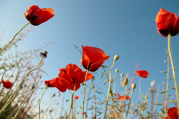 Beautiful red poppies on the blue sky