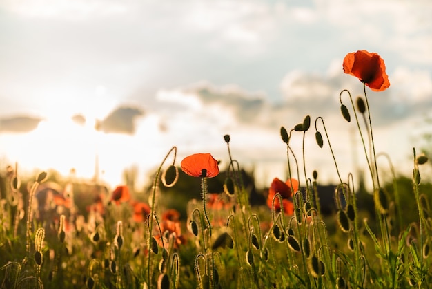 Beautiful red poppies in defocus on a beautiful summer green field.