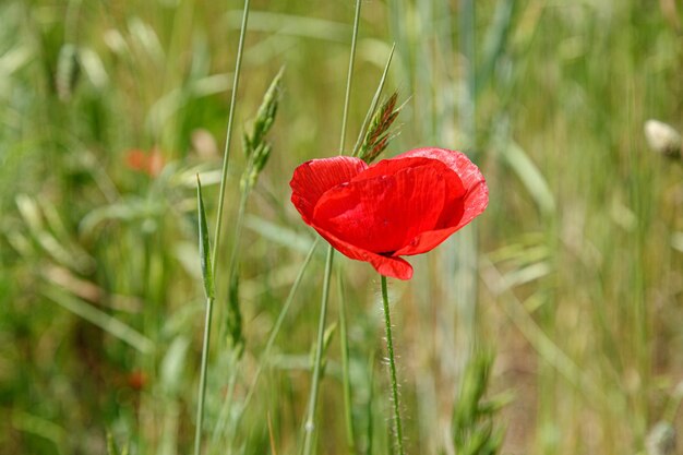 Beautiful red poppies on the field closeup