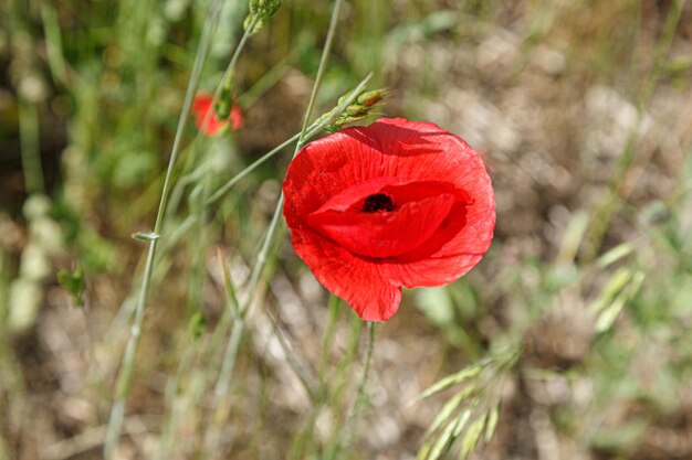 Beautiful red poppies on the field closeup