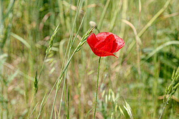 Beautiful red poppies on the field closeup