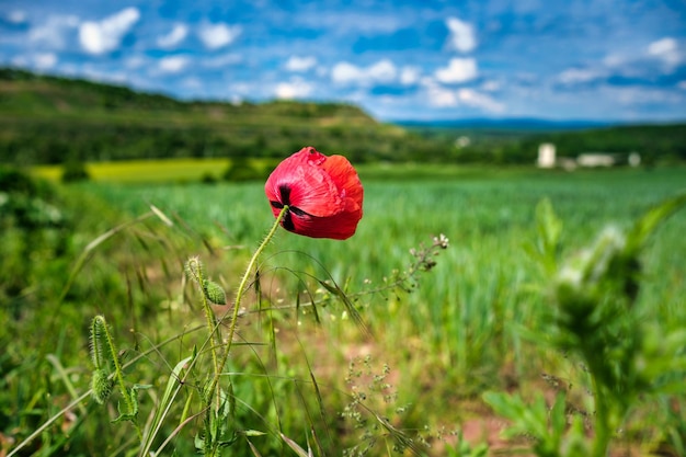 Beautiful red poppies in the field