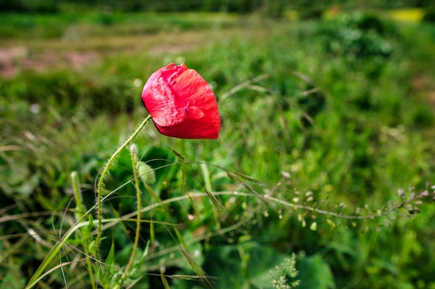 Beautiful red poppies in the field