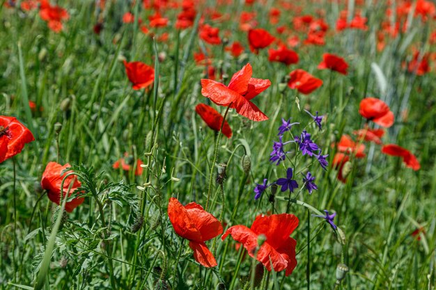 Beautiful red poppies on the field