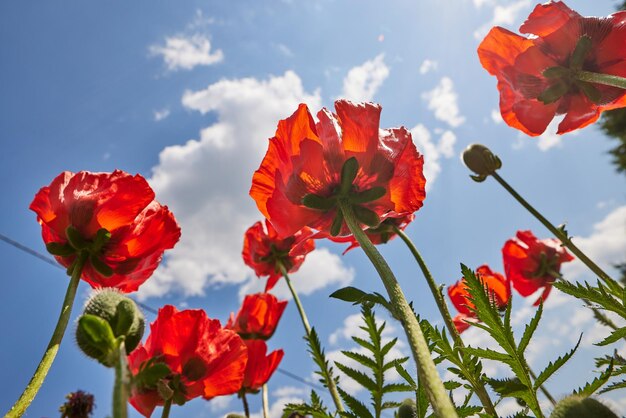 beautiful red poppies flowers against the blue sky on a sunny and clear day view from below good mood happiness