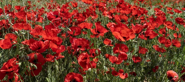 Beautiful red poppies flowers blooming in nature field