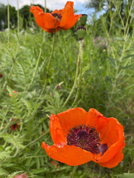 beautiful red poppies in the green meadow