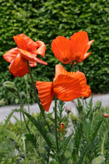 Bellissimi papaveri rossi in un ambiente naturale