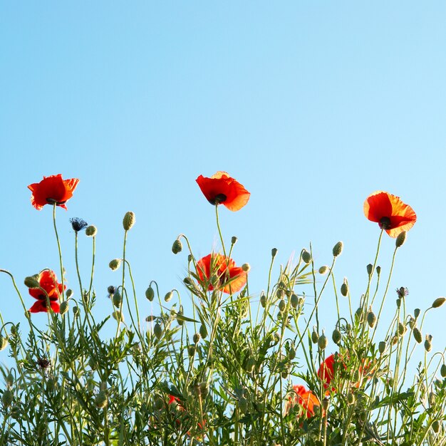 Beautiful red poppies with blue sky