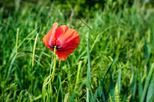 Beautiful red poppies