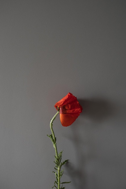 Beautiful red poppy flower on grey background aesthetic\
minimalist floral concept with copy space creative still life\
summer spring background