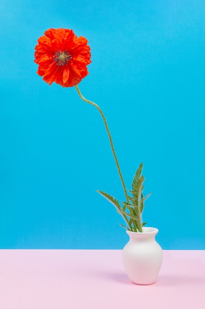 Beautiful red poppy flower in a white jug on a blue background with a copy space