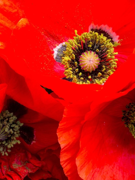 Beautiful red poppy flowers close up