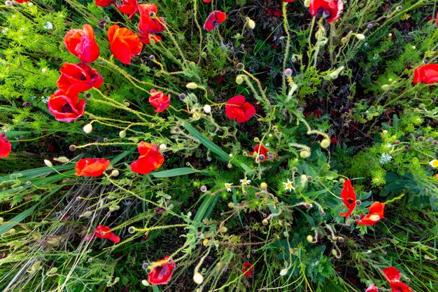 Beautiful red poppy flowers in a poppy field in the rays of the setting sun