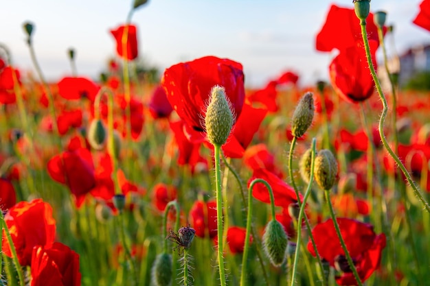 Beautiful red poppy flowers in a poppy field in the rays of the setting sun