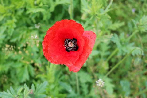 緑の芝生の上の美しい赤いケシ