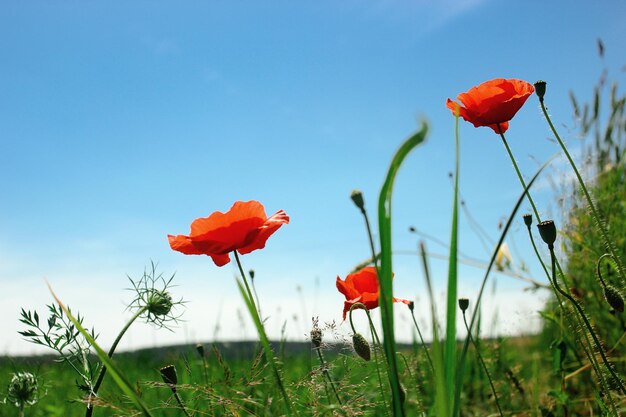 Beautiful red poppy at green rye or wheat field at blue sunny sky summer wallpaper