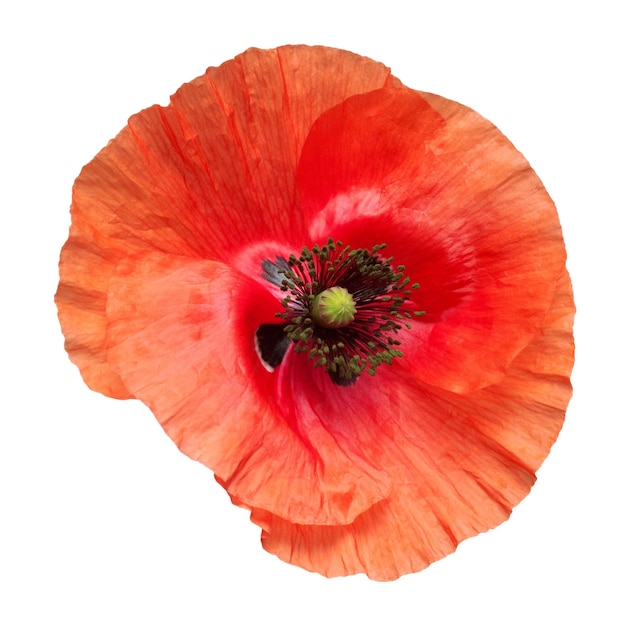 Beautiful red poppy isolated on a white background Flower